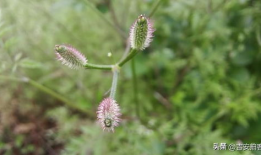 草草草在线视频,揭秘网络短视频的魅力与挑战